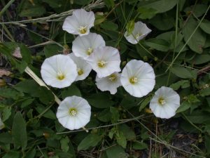 Liseron des champs fleurs