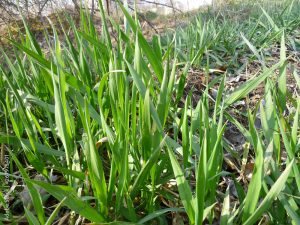 adventive au jardin
Chiendent