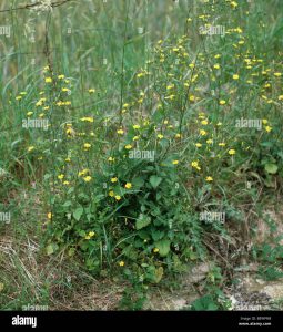 Lampsana communis