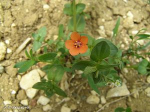 Anagalis arvensis port et fleur