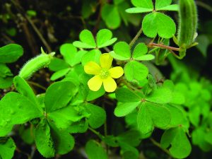 Oxalis corniculé port
Adventices jardin Montpellier