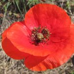 Coquelicot