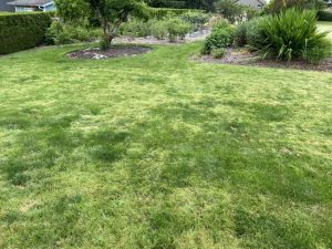 Adventice gazon jardin
