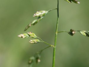 Paturin des prés.
Adventice jardin
