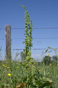 Rumex adventice jardin