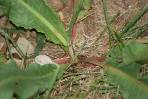 Rumex base feuille