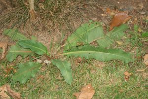 Rumex adulte plan large
