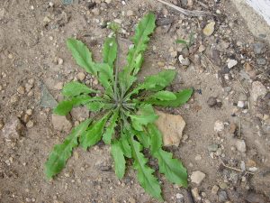 Capsella bursa-pastoris
