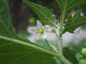 fleur solanum