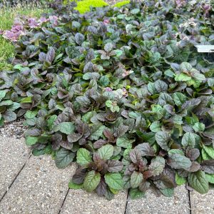 Port Ajuga reptans