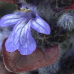 Fleur Ajuga reptans