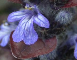 Fleur Ajuga reptans