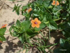 Mouron rouge fleur