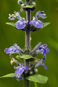 Épi Ajuga reptans