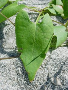 Feuille de Fallope à feuilles de liserons