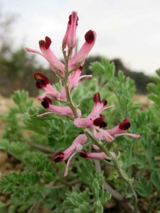 Fumeterre fleur