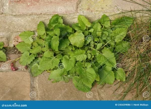 Lapsana communis