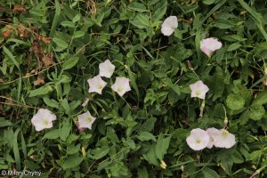 Fleurs liseron des champs