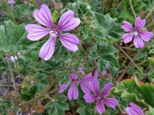 Malva sylvestris