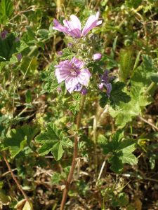 Mauve en arbre