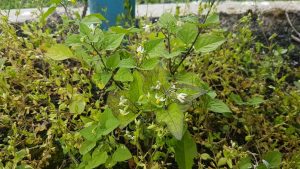 Port solanum nigrum
