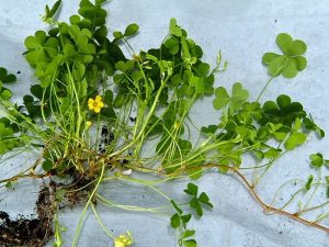Oxalis racines