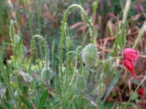 Papaver rhoeas