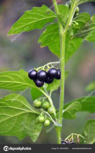 solanum fruits adventice jardin