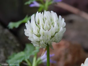 Fleur trèfle blanc