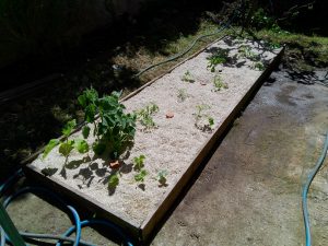 Potager paillage Oyas