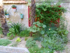 Aménagement jardin Montpellier centre ville