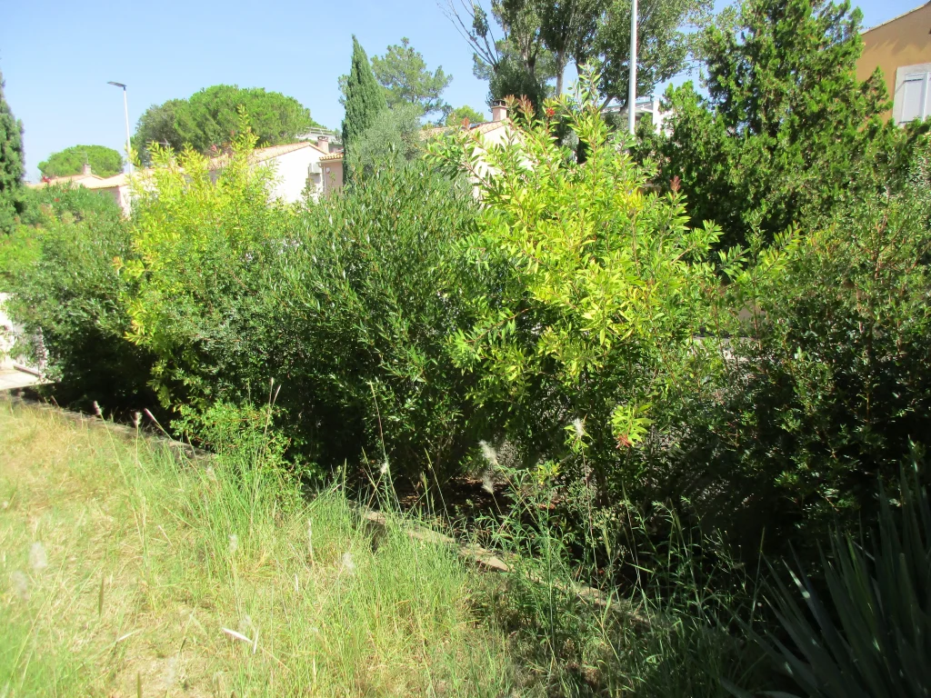 Haie méditerranéenne à Montpellier