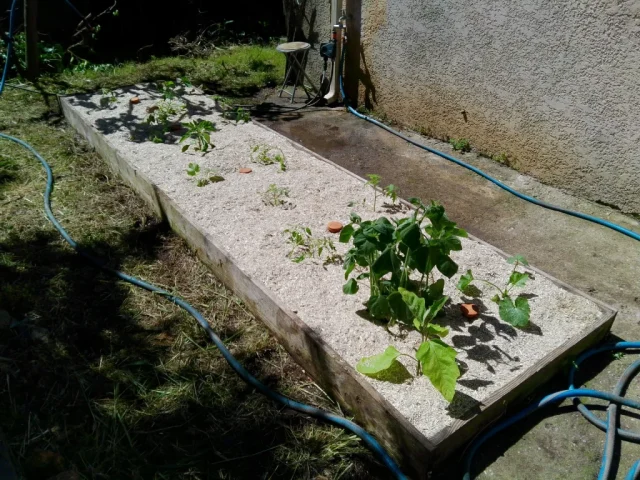 Paillage naturel, Oyas et plantes potagères