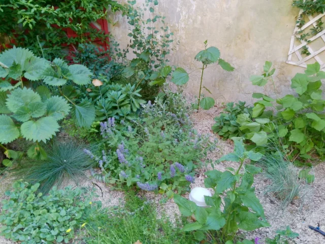 Paysagiste Montpellier et alentours