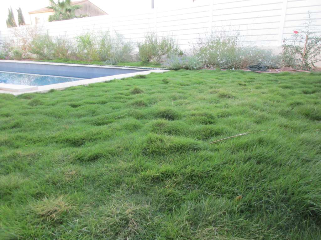 Zoysia tenuifolia en bord de piscine