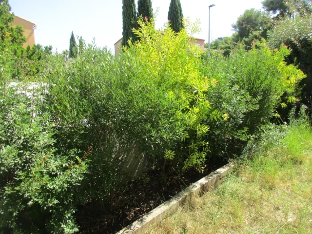 Haie naturelle et occultante à Montpellier