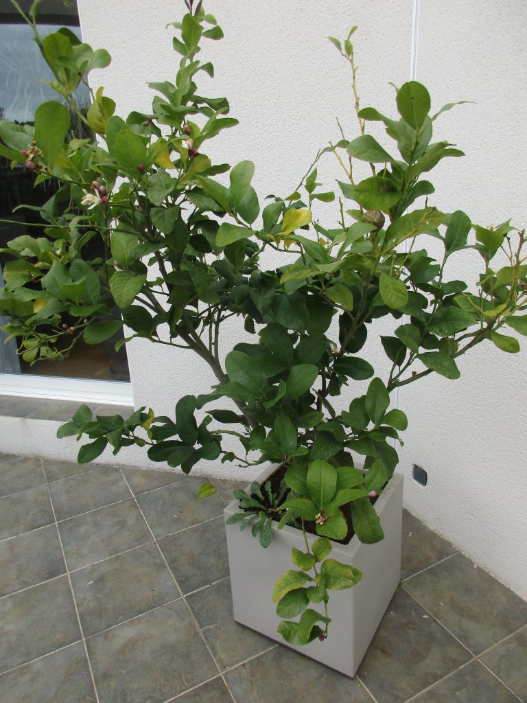 Agrume chlorose jardin Montpellier
