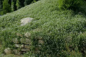 Lippia nodiflora