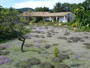 Sol recouvert de plantes de gazon alternatif