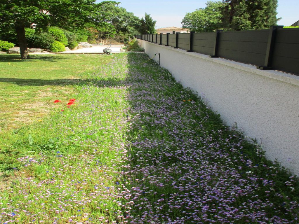 Gazon fleuri première floraison année 1 Prairie fleurie après floraison