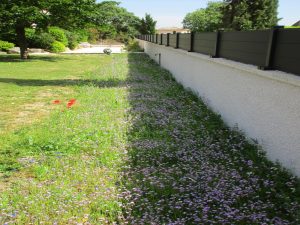 Prairie fleurie après floraison