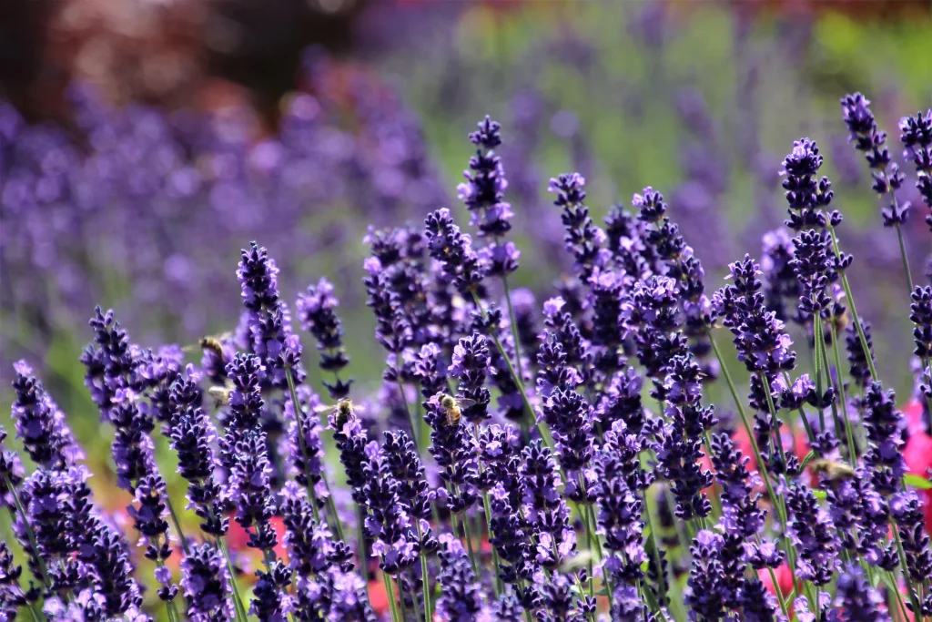 La lavande fait-elle partie des plantes anti-moustiques?