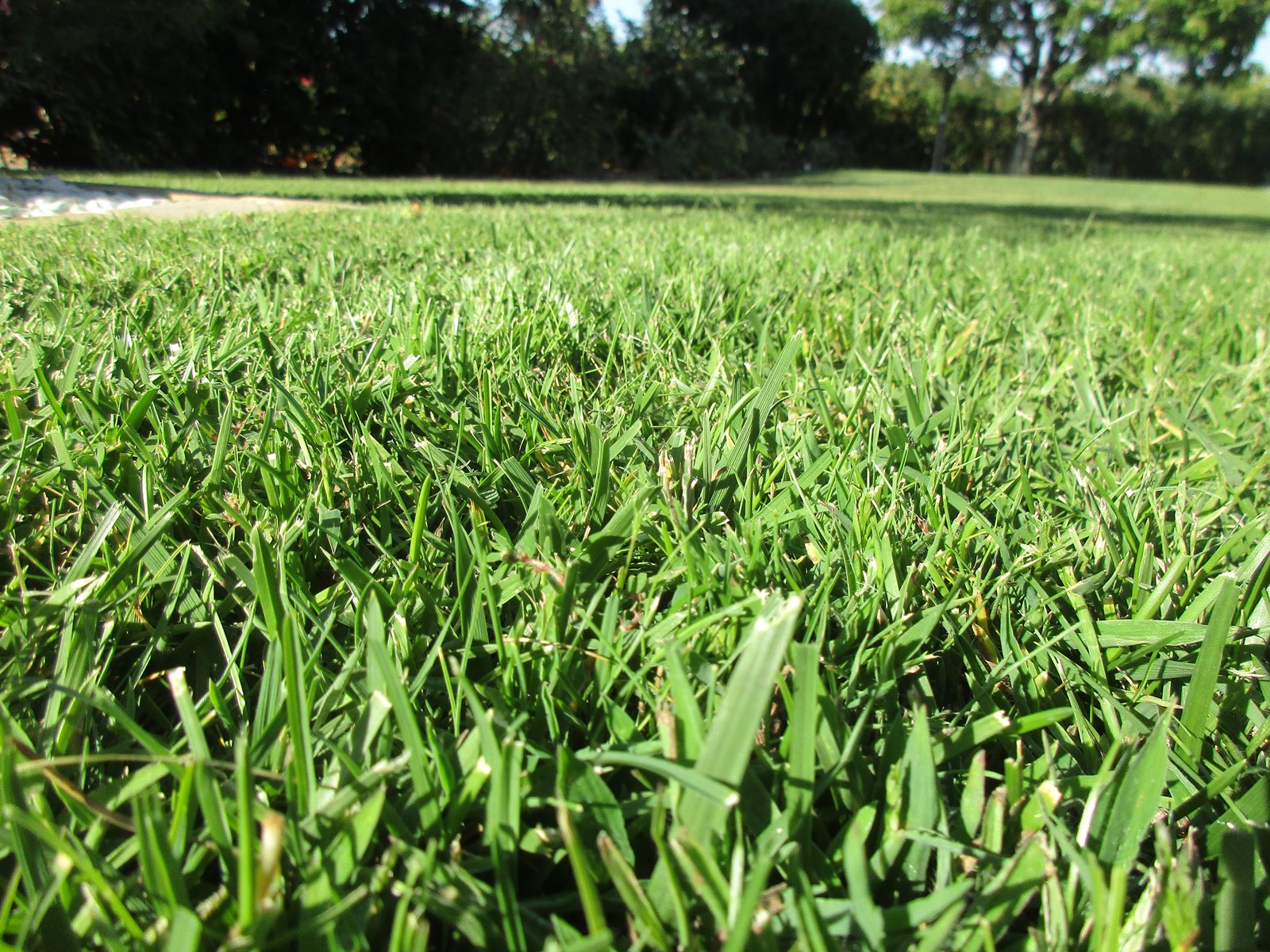 Gazon jardin tonte