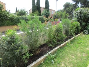 Période de plantation haie méditerranéenne