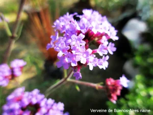 Fleur au jardin