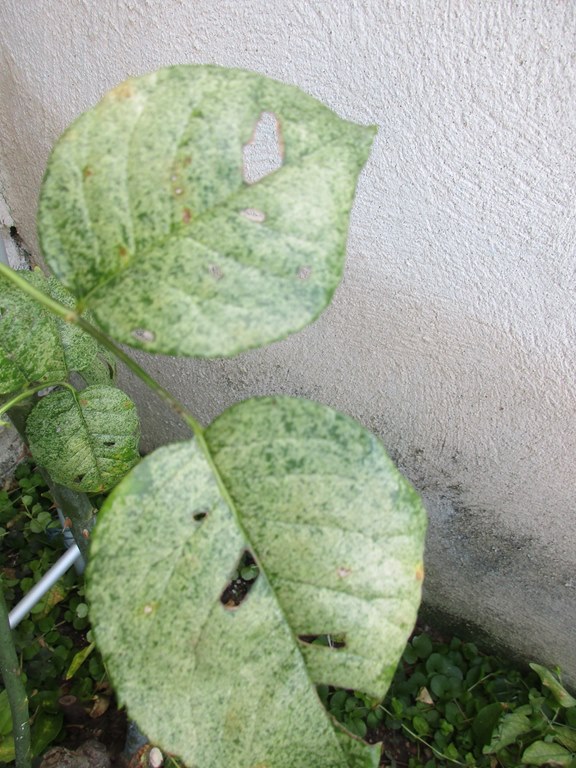 Chlorose rosier jardin maladies au jardin