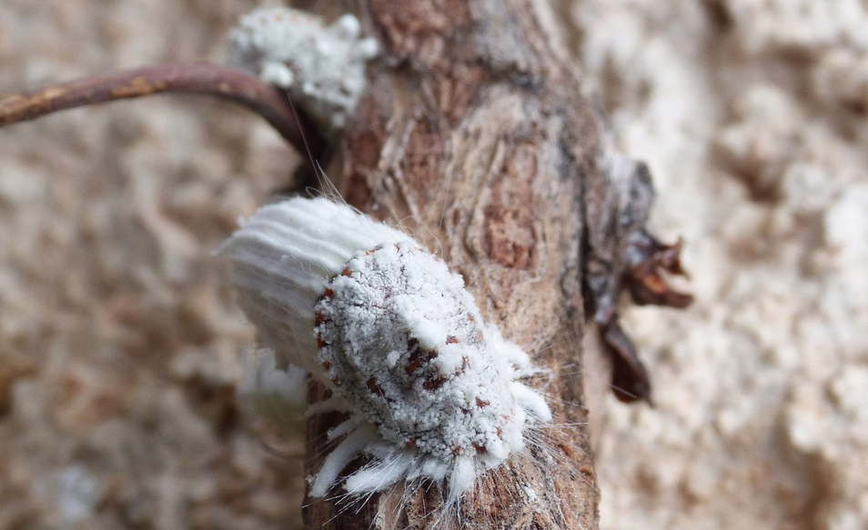 Cochenille farineuse - Répulsif biologique