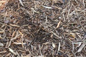 Compostage des déchets