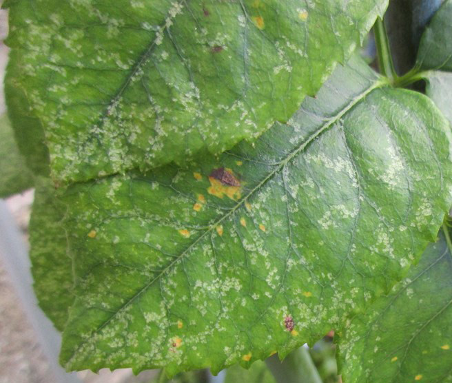 Rouille rosier jardin