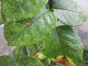 Tâche noire rosier jardin Montpellier